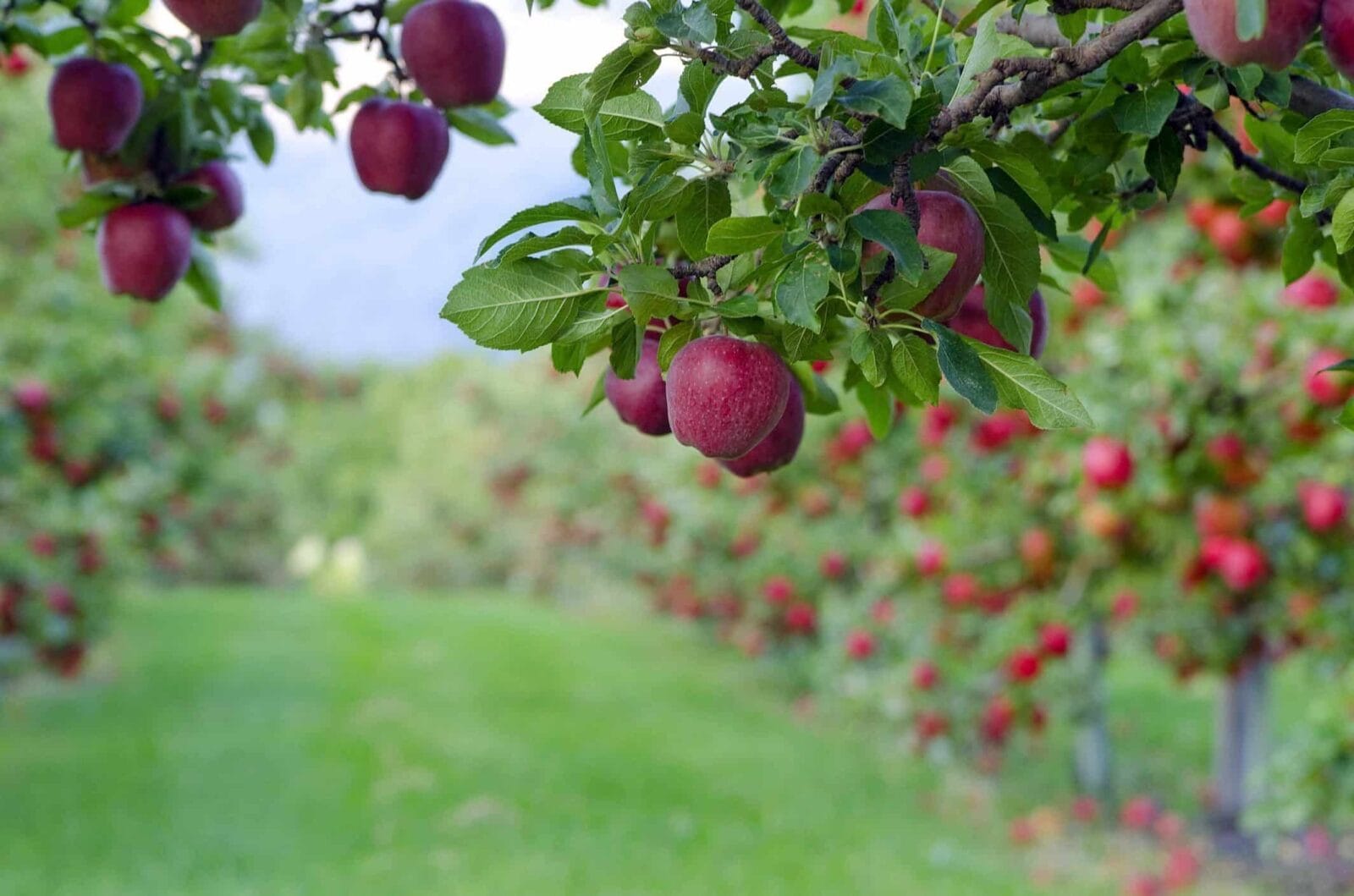 Полив в саду Калининграда